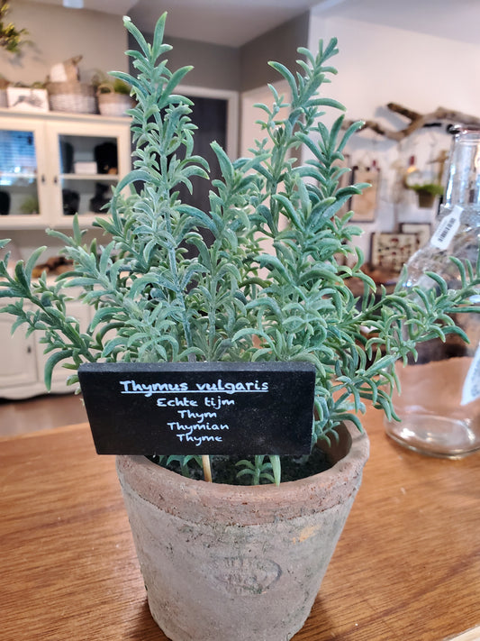 Potted Thyme or Lavender