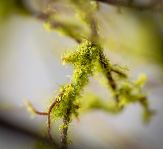 Mossy Draping Branch