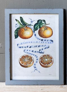 Citrus & Ribbon Framed Prints